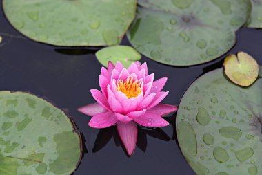  parkta çiçeklenme çiçekler