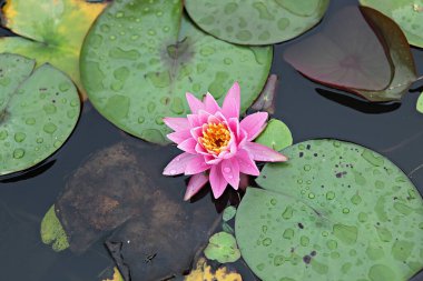  parkta çiçeklenme çiçekler