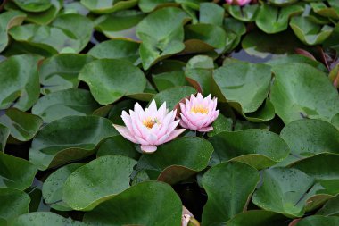  parkta çiçeklenme çiçekler