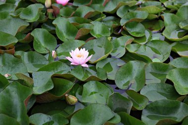  parkta çiçeklenme çiçekler