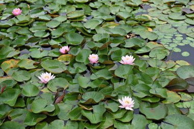  parkta çiçeklenme çiçekler