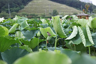  parkta çiçeklenme çiçekler