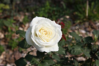  parkta çiçeklenme çiçekler