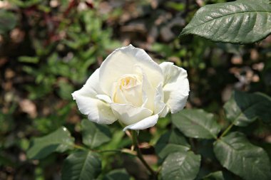  parkta çiçeklenme çiçekler