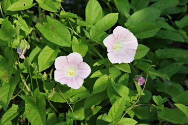  parkta çiçeklenme çiçekler