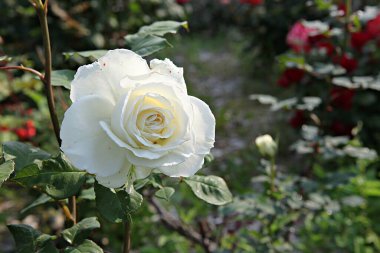  parkta çiçeklenme çiçekler