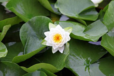  parkta çiçeklenme çiçekler