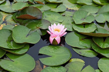  parkta çiçeklenme çiçekler