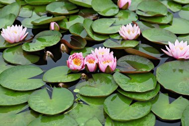  parkta çiçeklenme çiçekler