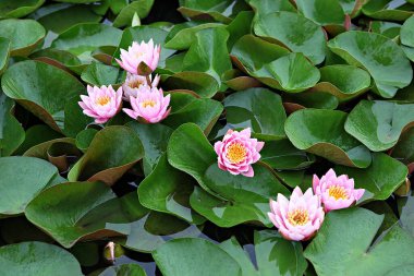  parkta çiçeklenme çiçekler