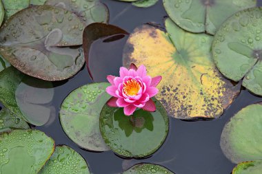  parkta çiçeklenme çiçekler