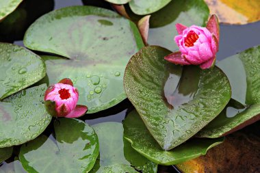  parkta çiçeklenme çiçekler