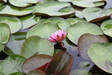  parkta çiçeklenme çiçekler