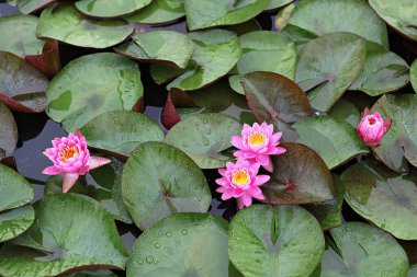  parkta çiçeklenme çiçekler