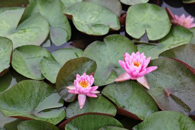  parkta çiçeklenme çiçekler