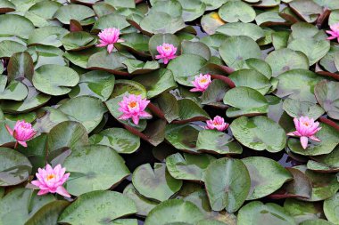  parkta çiçeklenme çiçekler