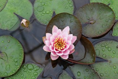  parkta çiçeklenme çiçekler