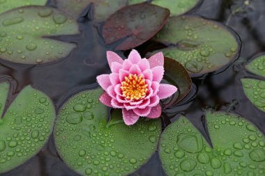  parkta çiçeklenme çiçekler