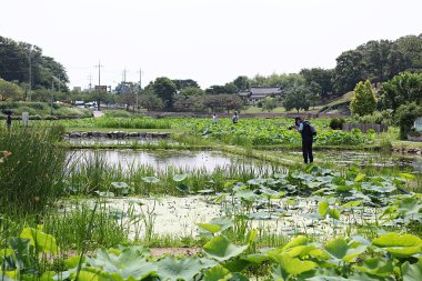  parkta çiçeklenme çiçekler