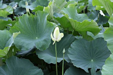  parkta çiçeklenme çiçekler