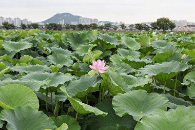  parkta çiçeklenme çiçekler