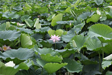  parkta çiçeklenme çiçekler