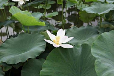  parkta çiçeklenme çiçekler