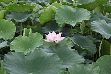  parkta çiçeklenme çiçekler