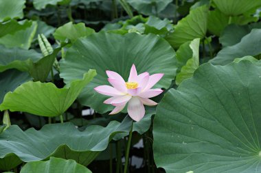  parkta çiçeklenme çiçekler