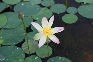  parkta çiçeklenme çiçekler