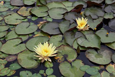  parkta çiçeklenme çiçekler