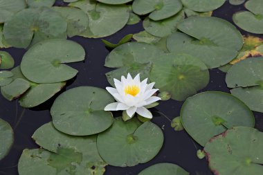  parkta çiçeklenme çiçekler