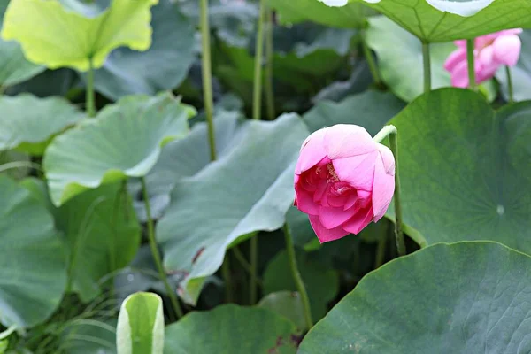 Fleurs Fleurissant Dans Parc — Photo