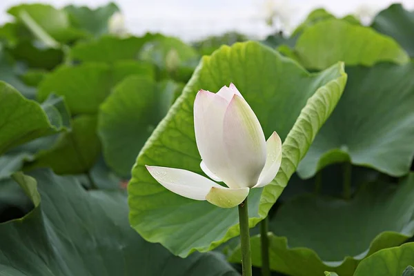 Blommor Som Blommar Parken — Stockfoto