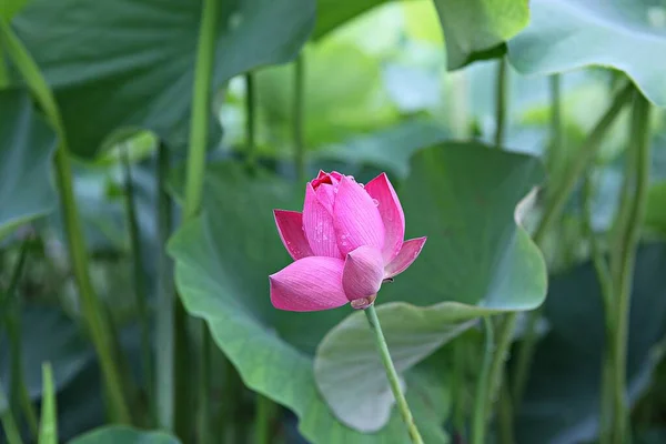 公園に咲く花 — ストック写真