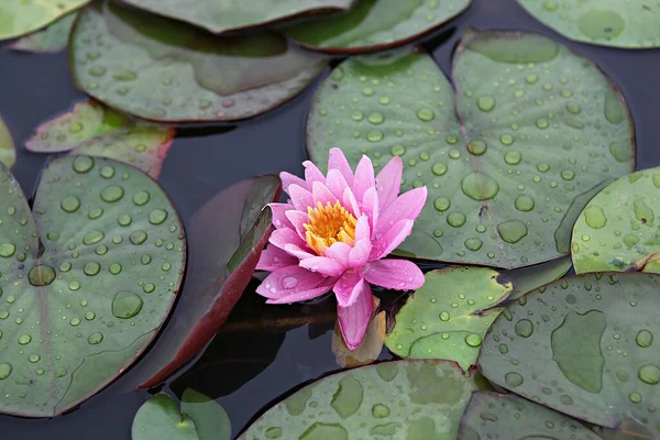  parkta çiçeklenme çiçekler