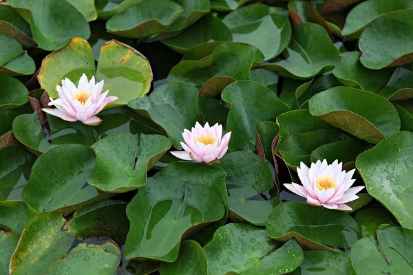  parkta çiçeklenme çiçekler