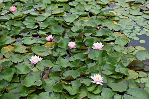  parkta çiçeklenme çiçekler