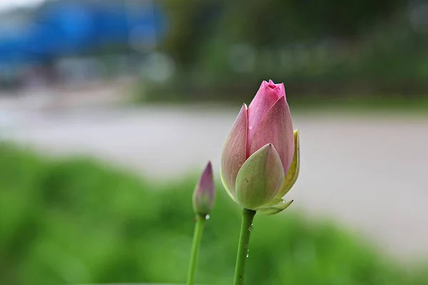 公園に咲く花 — ストック写真