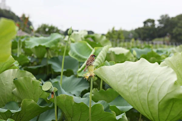 Blumen Blühen Park — Stockfoto