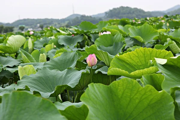 Flowers Blooming Park — Stock Photo, Image