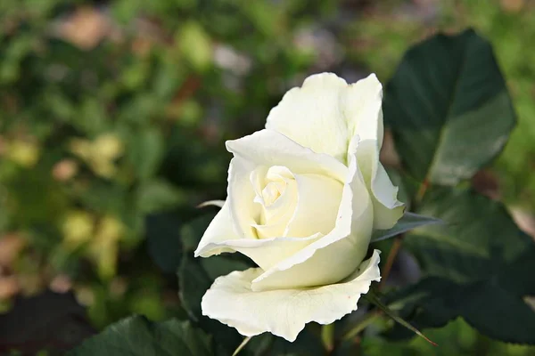 Flowers Blooming Park — Stock Photo, Image