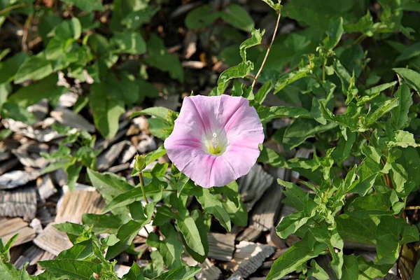 Flowers Blooming Park — Stock Photo, Image