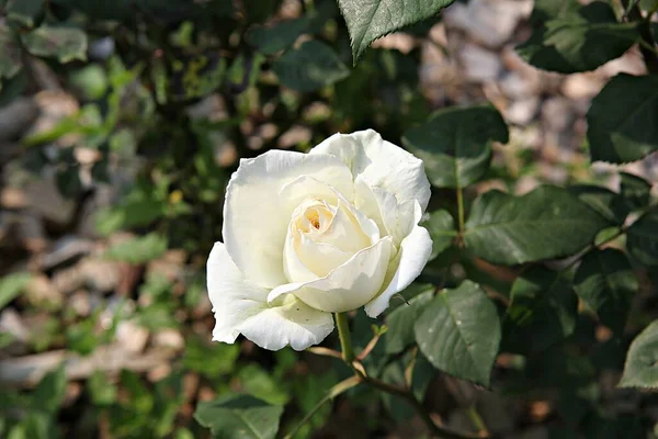 Flowers Blooming Park — Stock Photo, Image