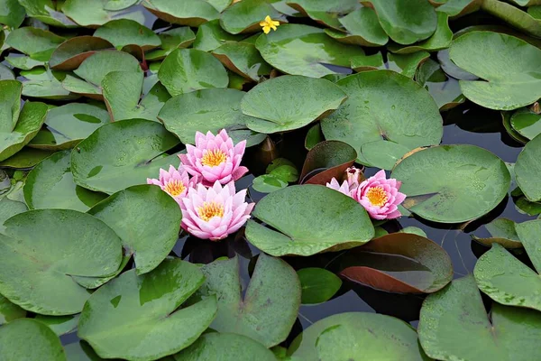  parkta çiçeklenme çiçekler