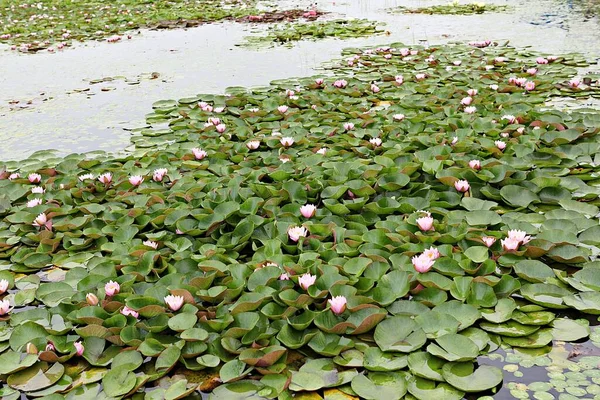 Fiori Che Sbocciano Nel Parco — Foto Stock