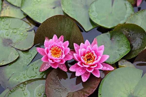  parkta çiçeklenme çiçekler