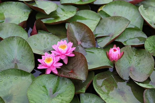  parkta çiçeklenme çiçekler