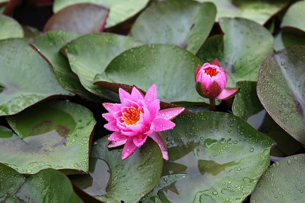  parkta çiçeklenme çiçekler