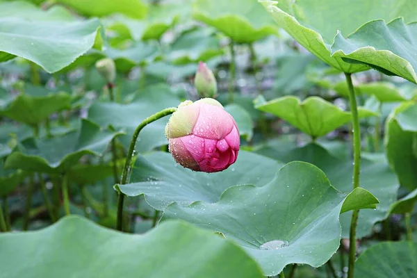 Flowers Blooming Park — Stock Photo, Image